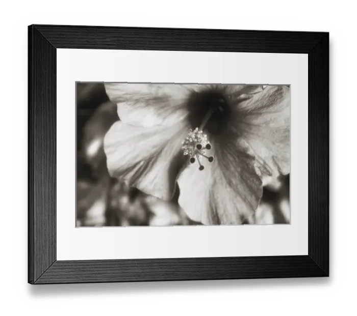 Framed Print : USA, Hawaii, Kauai, Hibiscus