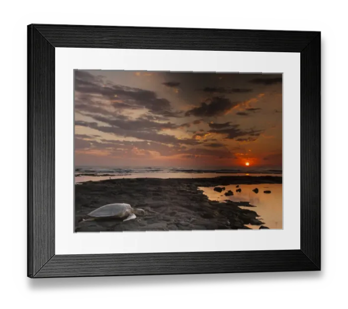 Framed Print : USA, Hawaii, Honokohau Bay. Green sea turtle moves toward ocean at sunset. Credit as Framed Print : USA, Hawaii, Honokohau Bay. Green sea turtle moves toward ocean at sunset. Credit as