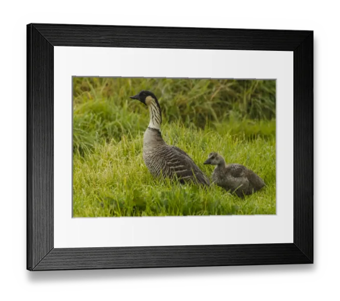 Framed Print : USA, Hawaii, The Big Island, Hakalau Forest National Wildlife Refuge