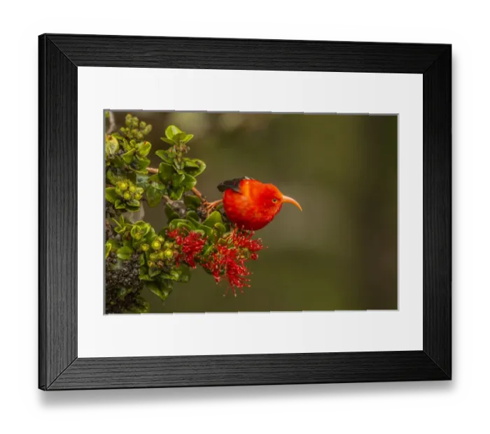 Framed Print : USA, Hawaii, Hakalau Forest National Wildlife Refuge. Close-up of iiwi bird on ohia tree Framed Print : USA, Hawaii, Hakalau Forest National Wildlife Refuge. Close-up of iiwi bird on ohia tree