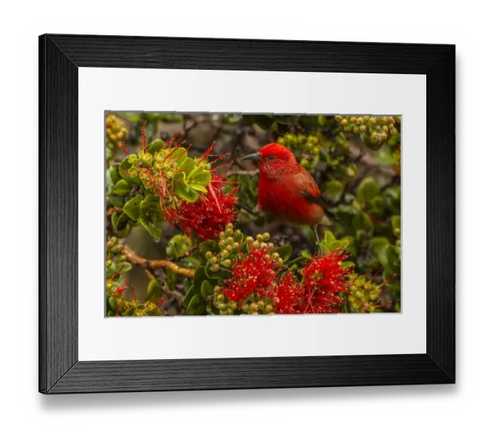 Framed Print : USA, Hawaii, Hakalau Forest National Wildlife Refuge