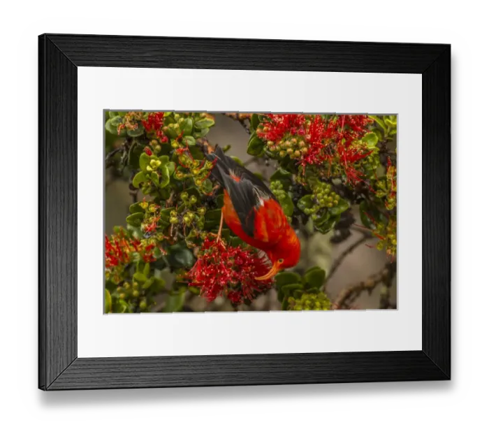 Framed Print : USA, Hawaii, Hakalau Forest National Wildlife Refuge Framed Print : USA, Hawaii, Hakalau Forest National Wildlife Refuge