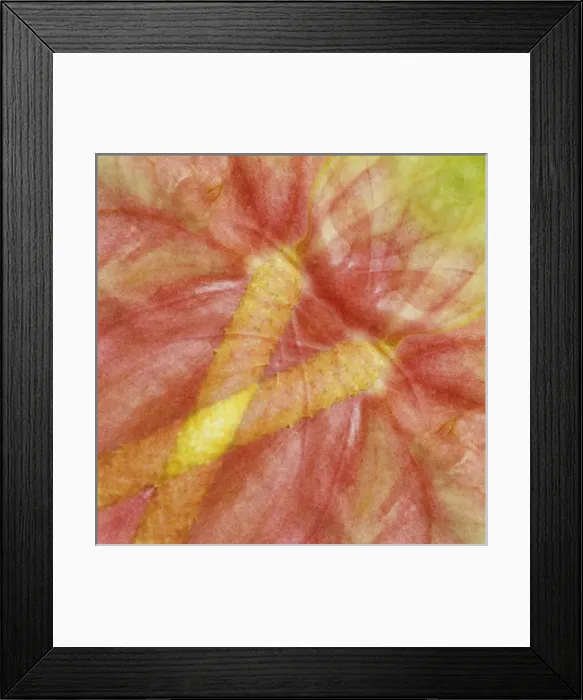 Framed Print : USA, Hawaii. Anthurium flower montage. Credit as: Marie Bush / Jaynes Gallery / DanitaDelimont Framed Print : USA, Hawaii. Anthurium flower montage. Credit as: Marie Bush / Jaynes Gallery / DanitaDelimont