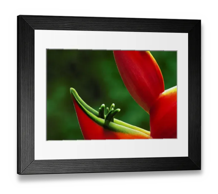 Framed Print : USA, Hawaii, Hilo. Heliconia close-up at Hawaii Tropical Botanical Garden. Credit as Framed Print : USA, Hawaii, Hilo. Heliconia close-up at Hawaii Tropical Botanical Garden. Credit as