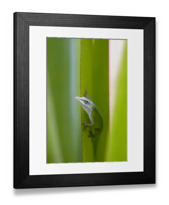 Framed Print : A green anole is an arboreal lizard located on the island of Kauai, Hawaii, USA Framed Print : A green anole is an arboreal lizard located on the island of Kauai, Hawaii, USA