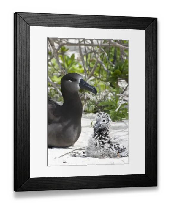 Framed Print : Black-footed Albatross (Phoebastria albatrus) with chick This species is listed Framed Print : Black-footed Albatross (Phoebastria albatrus) with chick This species is listed
