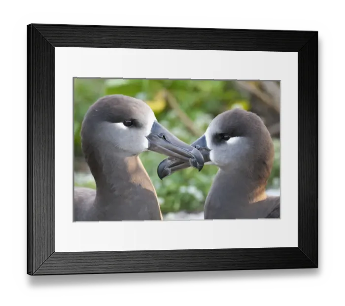 Framed Print : Black-footed Albatross (Phoebastria albatrus) courting This species is listed as Framed Print : Black-footed Albatross (Phoebastria albatrus) courting This species is listed as