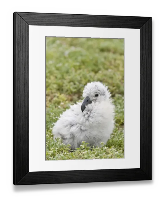 Framed Print : Black-footed Albatross / Phoebastria albatrus chick This species is listed as Endangered Framed Print : Black-footed Albatross / Phoebastria albatrus chick This species is listed as Endangered