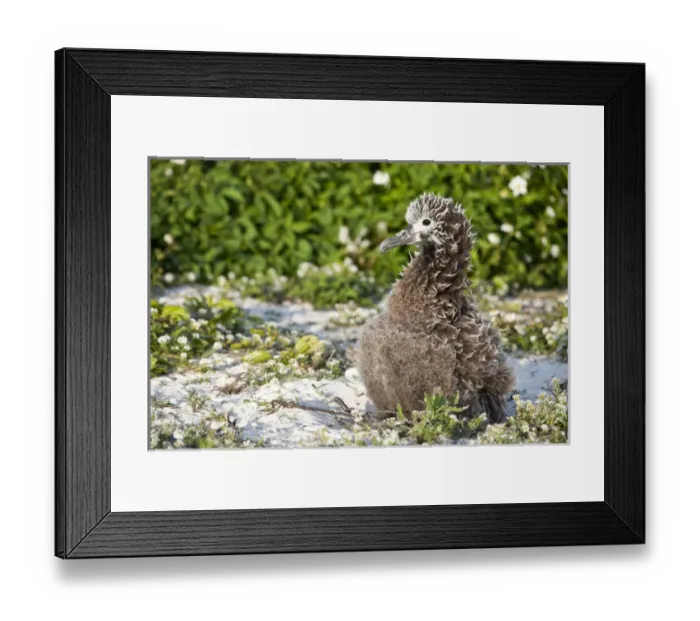 Framed Print : Black-footed Albatross / Phoebastria albatrus chick This species is listed as Endangered Framed Print : Black-footed Albatross / Phoebastria albatrus chick This species is listed as Endangered