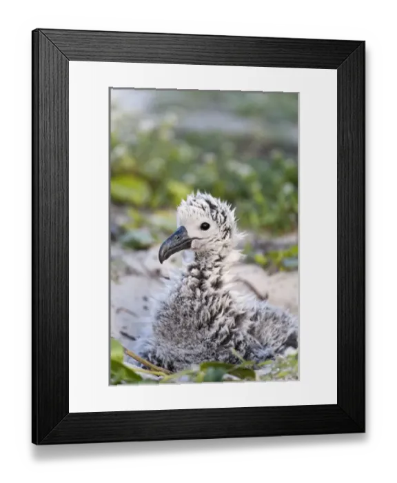 Framed Print : Black-footed Albatross / Phoebastria albatrus chick This species is listed as Endangered Framed Print : Black-footed Albatross / Phoebastria albatrus chick This species is listed as Endangered