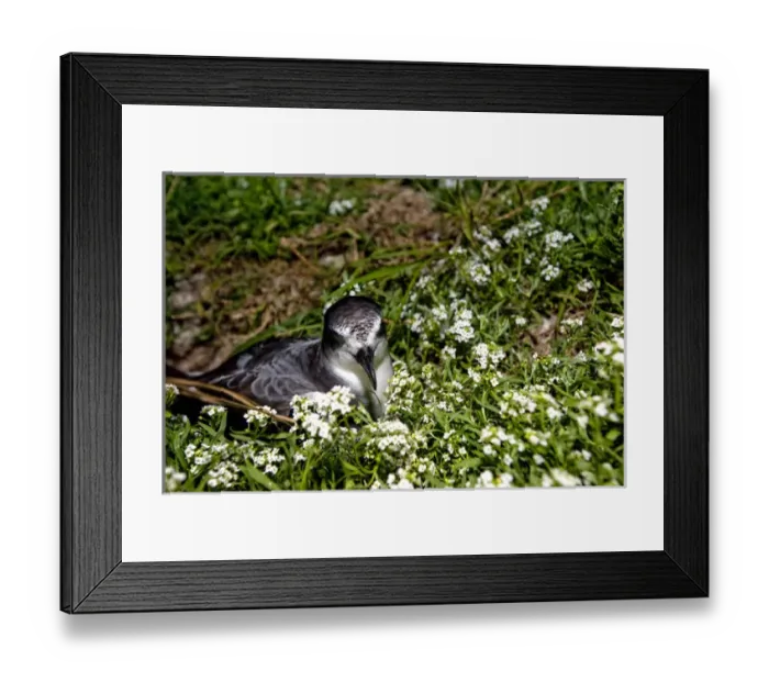 Framed Print : Bonin Petrel (Pterodroma hypoleuca) Framed Print : Bonin Petrel (Pterodroma hypoleuca)