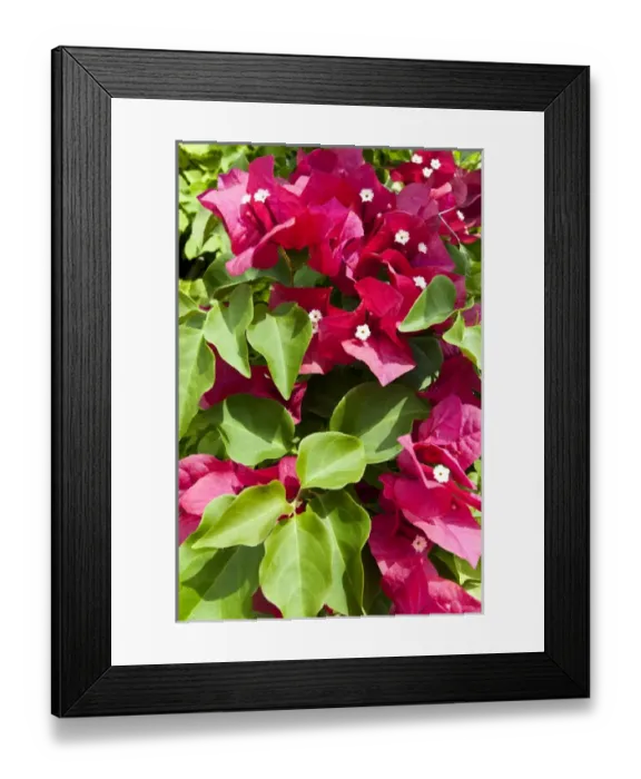 Framed Print : Bougainvillea Framed Print : Bougainvillea