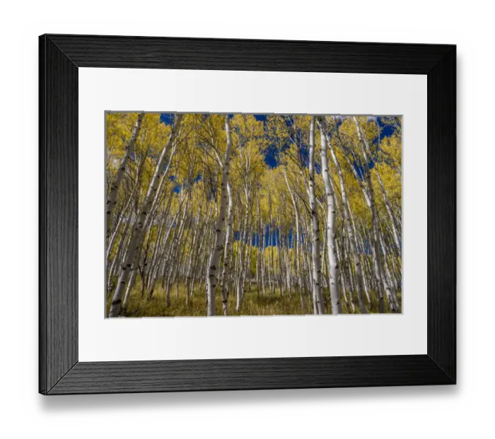 Framed Print : USA, Idaho, Sawtooth National Recreation Area. Scenic of quaking aspen trees. Credit as