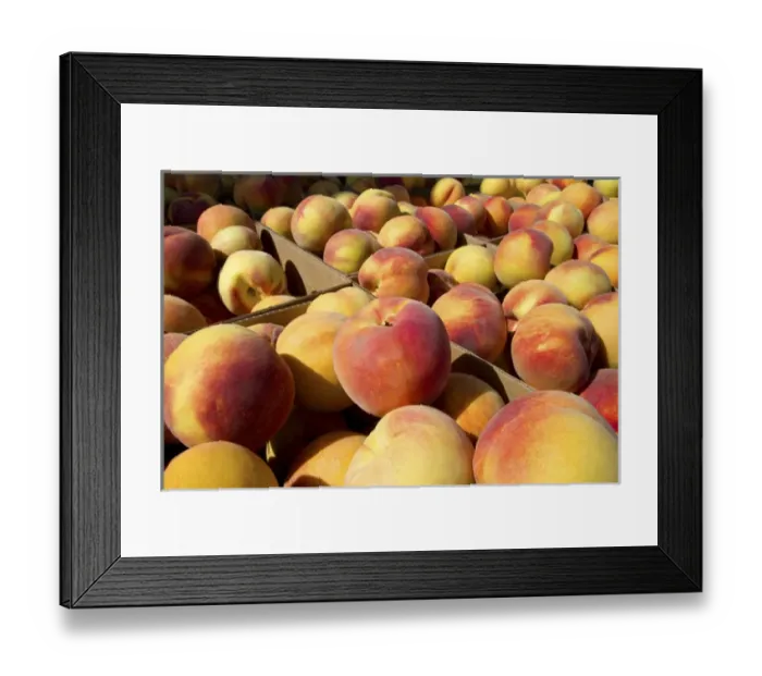 Framed Print : Newly harvested peaches on a farm in Canyon County, Idaho, USA