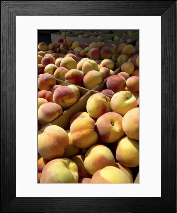 Framed Print : Newly harvested peaches on a farm in Canyon County, Idaho, USA Framed Print : Newly harvested peaches on a farm in Canyon County, Idaho, USA