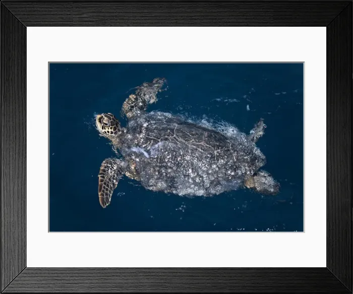Framed Print : Hawaiian Green Turtle (Chelonia mydas) swimming at night This species is listed Framed Print : Hawaiian Green Turtle (Chelonia mydas) swimming at night This species is listed