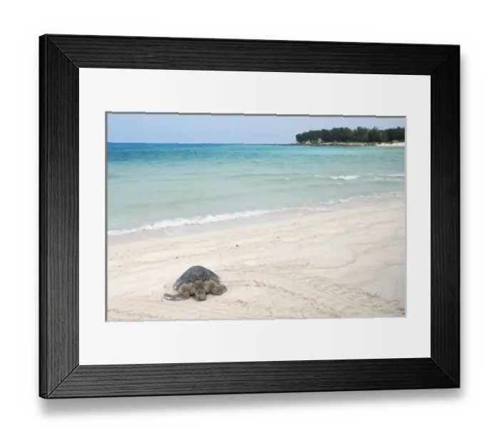 Framed Print : Hawaiian Green Turtle / Chelonia mydas resting on beach This species is listed as Framed Print : Hawaiian Green Turtle / Chelonia mydas resting on beach This species is listed as