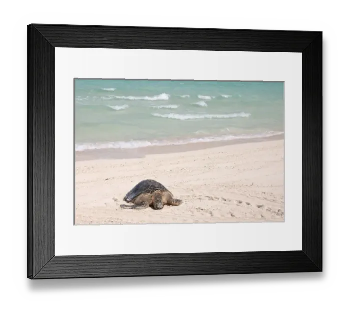 Framed Print : Hawaiian Green Turtle / Chelonia mydas resting on beach This species is listed as Framed Print : Hawaiian Green Turtle / Chelonia mydas resting on beach This species is listed as