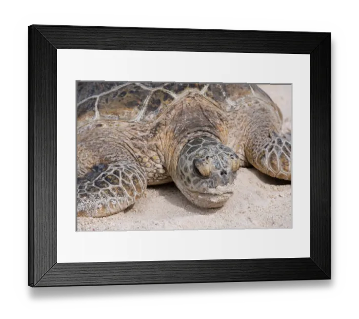 Framed Print : Hawaiian Green Turtle  /  Chelonia mydas resting on beach This species is listed as