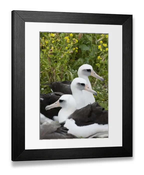 Framed Print : Laysan Albatross (Phoebastria immutabilis) couple This species is listed as Vulnerable