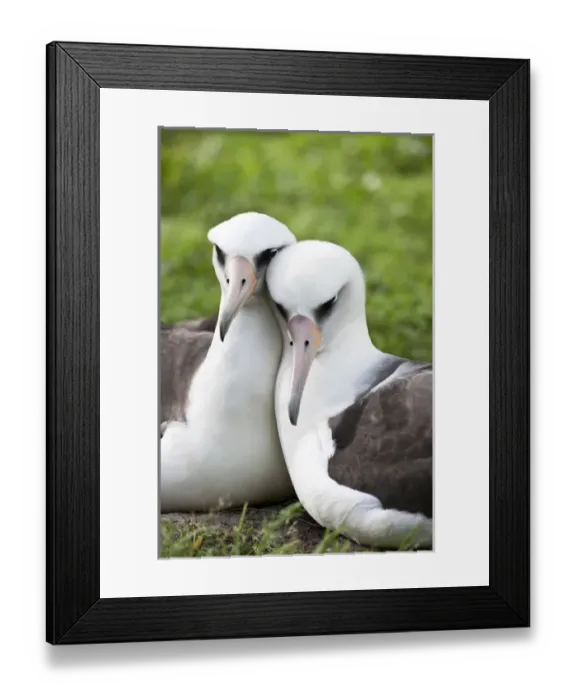 Framed Print : Laysan Albatross (Phoebastria immutabilis) courting This species is listed as Vulnerable Framed Print : Laysan Albatross (Phoebastria immutabilis) courting This species is listed as Vulnerable