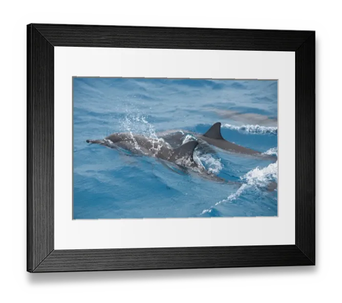 Framed Print : Hawaiian Spinner Dolphin / Stenella longirostris Framed Print : Hawaiian Spinner Dolphin / Stenella longirostris