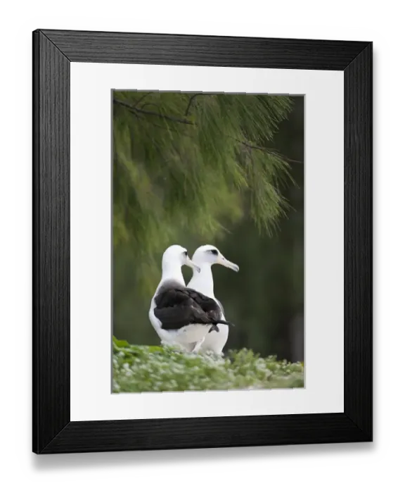 Framed Print : Laysan Albatross (Phoebastria immutabilis) couple This species is listed as Vulnerable Framed Print : Laysan Albatross (Phoebastria immutabilis) couple This species is listed as Vulnerable