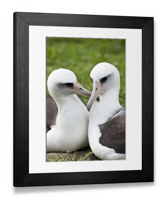 Framed Print : Laysan Albatross (Phoebastria immutabilis) courting This species is listed as Vulnerable Framed Print : Laysan Albatross (Phoebastria immutabilis) courting This species is listed as Vulnerable