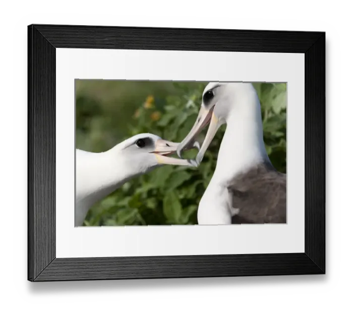 Framed Print : Laysan Albatross (Phoebastria immutabilis) courting This species is listed as Vulnerable