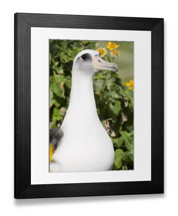 Framed Print : Laysan Albatross (Phoebastria immutabilis) This species is listed as Vulnerable Framed Print : Laysan Albatross (Phoebastria immutabilis) This species is listed as Vulnerable
