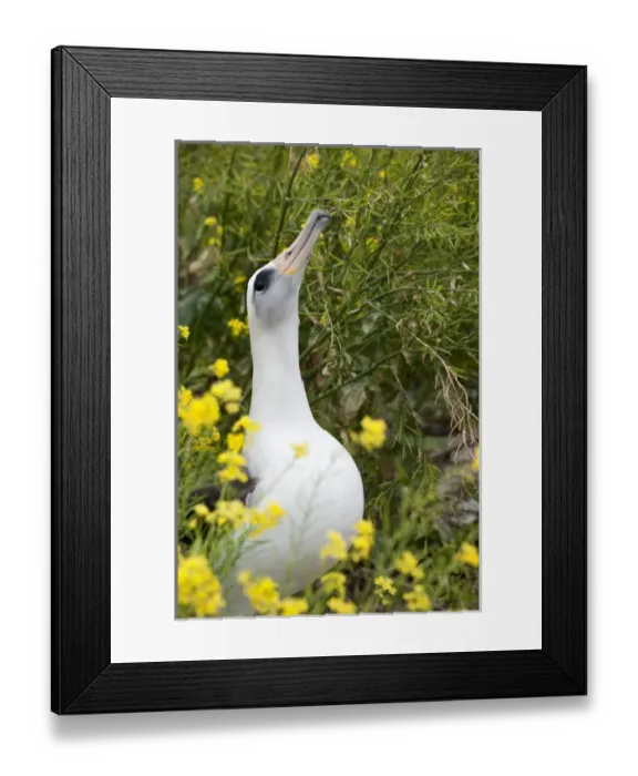 Framed Print : Laysan Albatross (Phoebastria immutabilis) courting This species is listed as Vulnerable