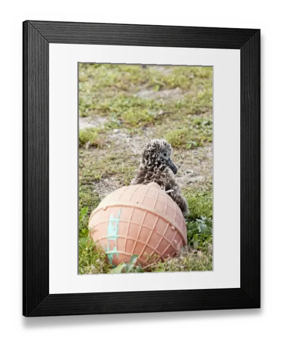 Framed Print : Lysan Albatross (Phoebastria immutabilis) chick amoung plastic deprits
