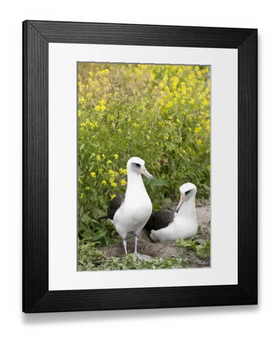 Framed Print : Laysan Albatross (Phoebastria immutabilis) courting This species is listed as Vulnerable Framed Print : Laysan Albatross (Phoebastria immutabilis) courting This species is listed as Vulnerable