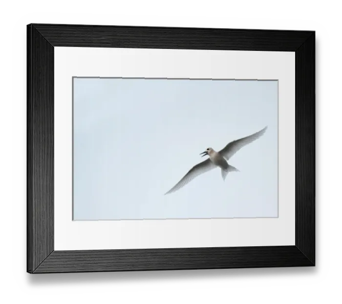 Framed Print : Brown Pelican (Pelecanus occidentalis urinator). Galapagos Islands. ECUADOR. South America Framed Print : Brown Pelican (Pelecanus occidentalis urinator). Galapagos Islands. ECUADOR. South America