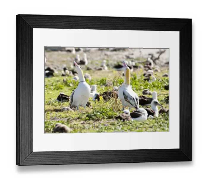 Framed Print : Short-tailed Albatross (Phoebastria albatrus) decoys Framed Print : Short-tailed Albatross (Phoebastria albatrus) decoys