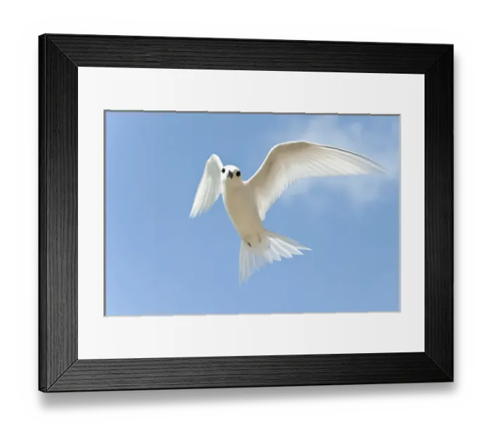 Framed Print : White Tern (Gygis alba rothschildi) in flight Framed Print : White Tern (Gygis alba rothschildi) in flight