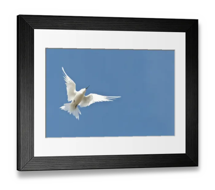 Framed Print : White Tern (Gygis alba rothschildi) in flight Framed Print : White Tern (Gygis alba rothschildi) in flight