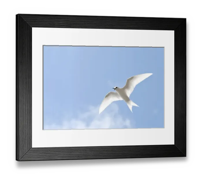 Framed Print : White Tern (Gygis alba rothschildi) in flight Framed Print : White Tern (Gygis alba rothschildi) in flight