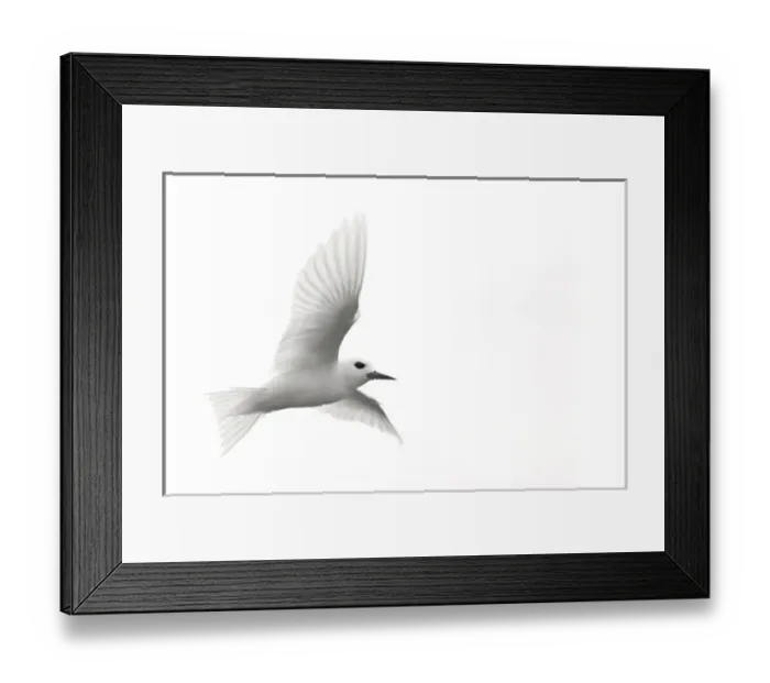 Framed Print : White Tern (Gygis alba rothschildi) in flight Framed Print : White Tern (Gygis alba rothschildi) in flight