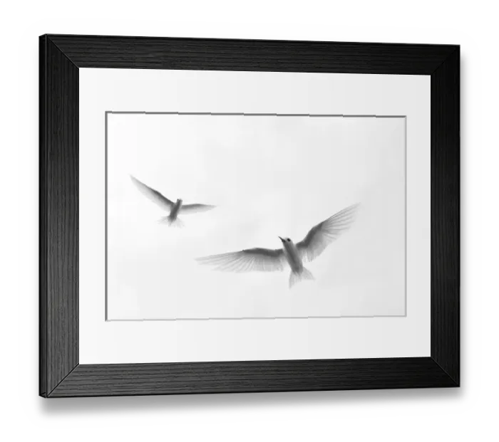 Framed Print : White Tern (Gygis alba rothschildi) in flight Framed Print : White Tern (Gygis alba rothschildi) in flight