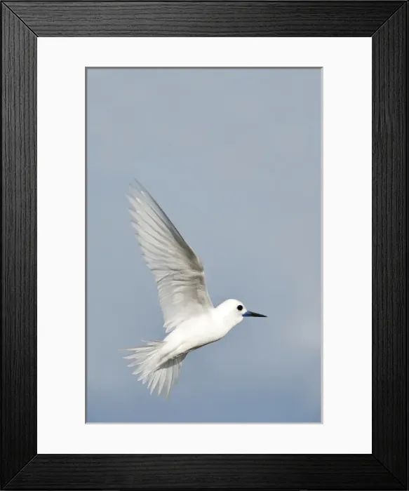 Framed Print : White Tern (Gygis alba rothschildi) in flight Framed Print : White Tern (Gygis alba rothschildi) in flight