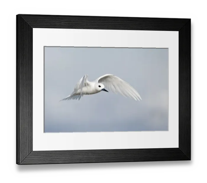 Framed Print : White Tern (Gygis alba rothschildi) in flight