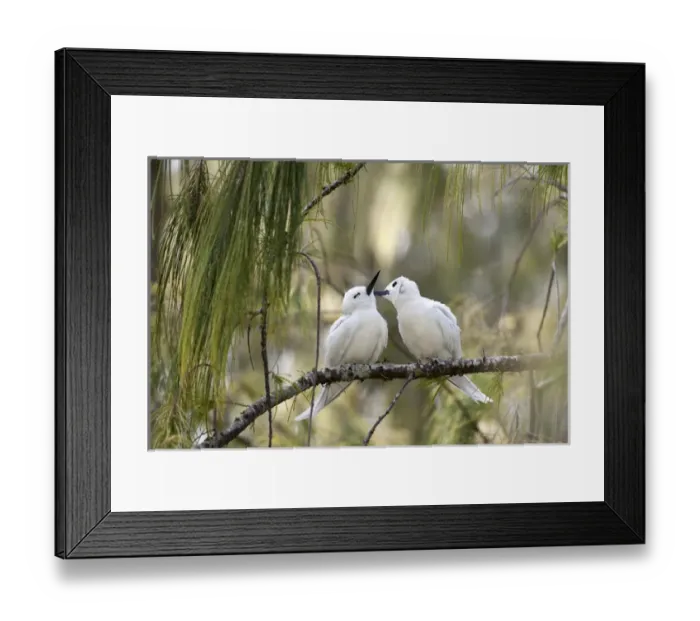 Framed Print : White Terns (Gygis alba rothschildi) courting