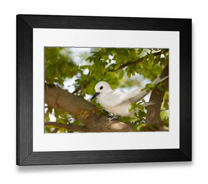 Framed Print : White Terns (Gygis alba rothschildi) resting Framed Print : White Terns (Gygis alba rothschildi) resting