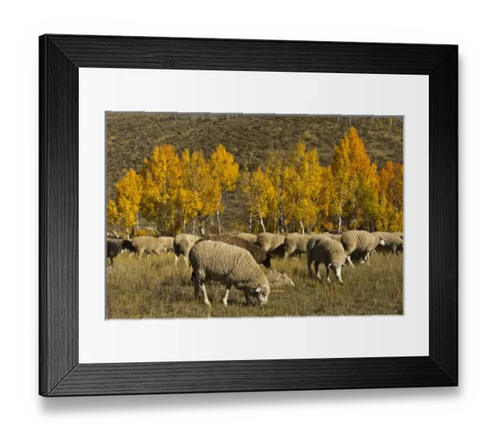 Framed Print : Trailing of the Sheep Festival; autumn; Ketchum; Idaho; USA