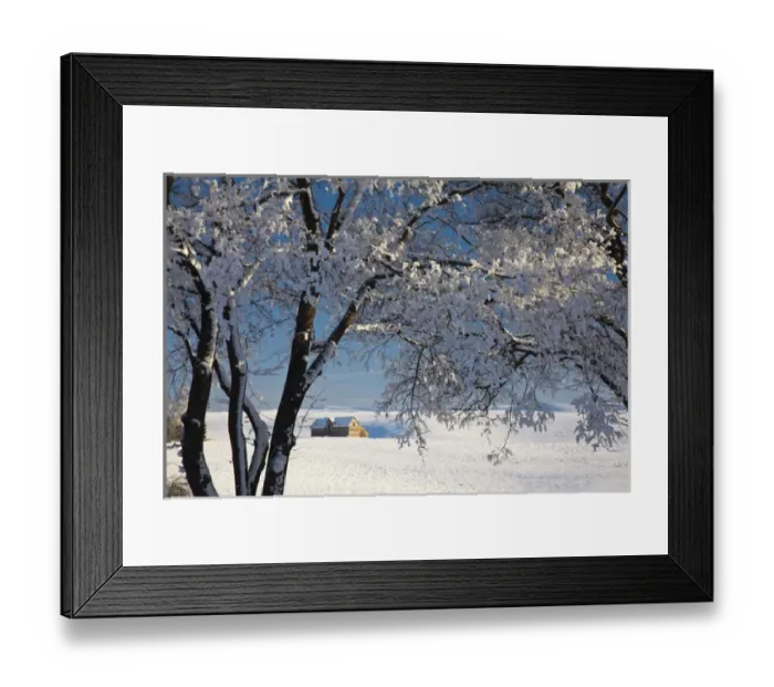 Framed Print : North America; USA; Idaho; Snow covered Trees with Old Barn Framed Print : North America; USA; Idaho; Snow covered Trees with Old Barn