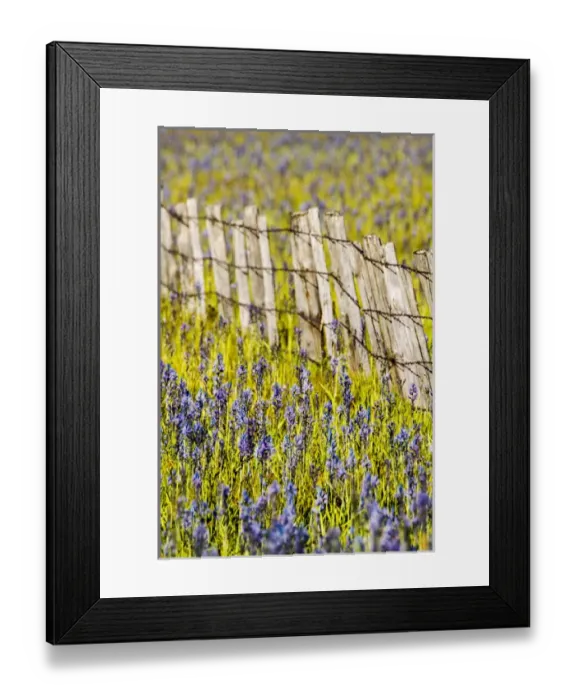 Framed Print : North America; USA; Idaho; Fairfield; Camas Prairie; Creek and fenceline in the Camas Framed Print : North America; USA; Idaho; Fairfield; Camas Prairie; Creek and fenceline in the Camas