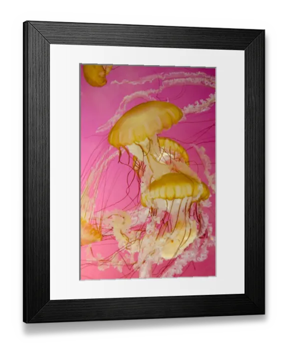 Framed Print : Illinois, Chicago. Shedd Aquarium, largest indoor aquarium in the world. Jellyfish Framed Print : Illinois, Chicago. Shedd Aquarium, largest indoor aquarium in the world. Jellyfish