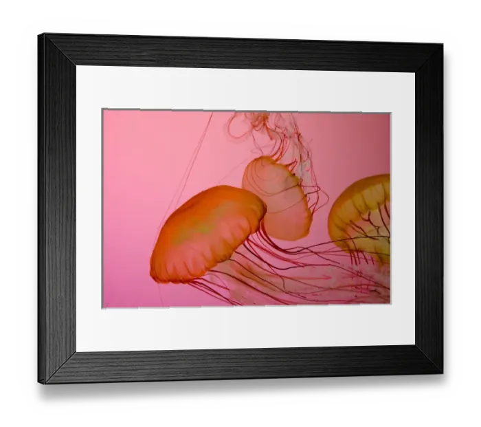 Framed Print : Illinois, Chicago. Shedd Aquarium, largest indoor aquarium in the world. Jellyfish