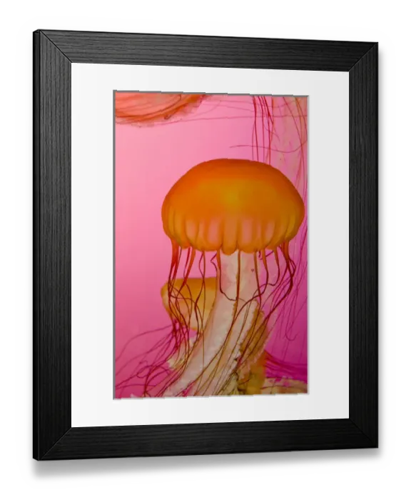 Framed Print : Illinois, Chicago. Shedd Aquarium, largest indoor aquarium in the world. Jellyfish Framed Print : Illinois, Chicago. Shedd Aquarium, largest indoor aquarium in the world. Jellyfish